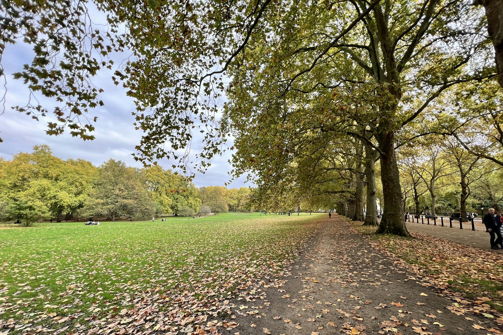 An avenue of trees in a London park in autumn